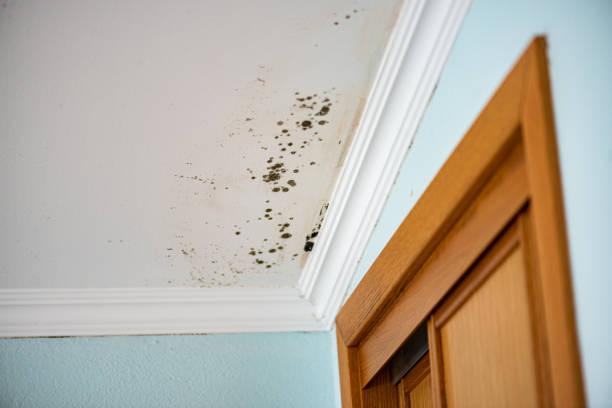 Best Mold Documentation for Insurance Claims  in Pitcairn, PA